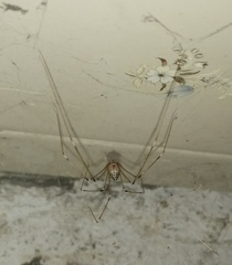 Pholcus phalangioides
