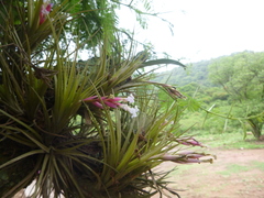 Tillandsia tenuifolia