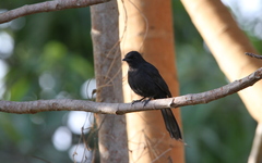 Melaenornis edolioides