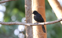 Melaenornis edolioides