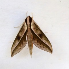 Xylophanes acrus