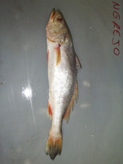 Cynoscion squamipinnis