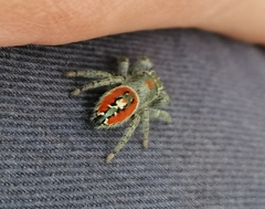 Phidippus californicus