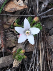 Philotheca verrucosa