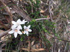 Philotheca verrucosa