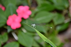 Pseudocopera ciliata