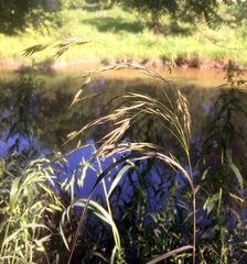 Bromus ciliatus