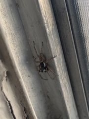 Menemerus semilimbatus
