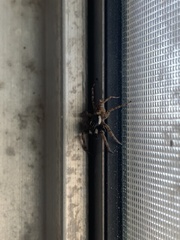 Menemerus semilimbatus