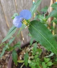 Commelina erecta