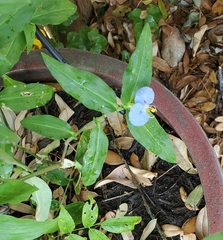 Commelina erecta