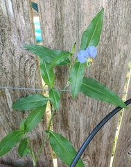Commelina erecta