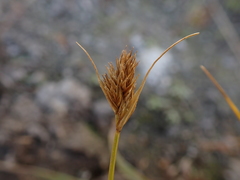 Carex athrostachya