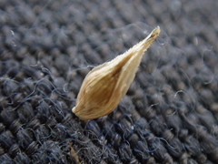 Carex athrostachya