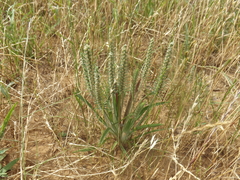 Plantago aristata