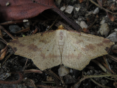 Macaria shanghaisaria