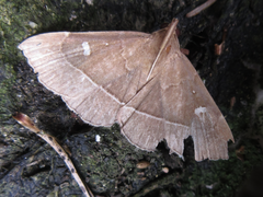 Cidariplura gladiata