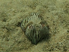 Sepioloidea lineolata