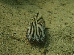 Sepioloidea lineolata