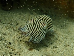 Sepioloidea lineolata