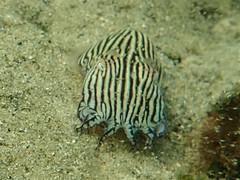 Sepioloidea lineolata