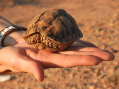 Psammobates tentorius verroxii