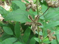 Dictamnus dasycarpus