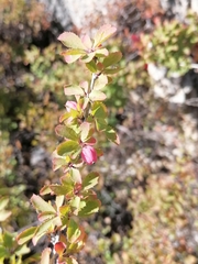 Berberis sibirica