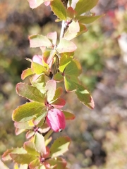 Berberis sibirica