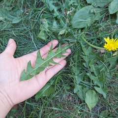 Taraxacum officinale