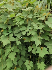 Pueraria edulis