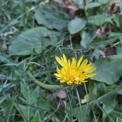 Taraxacum officinale