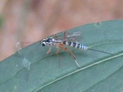 Sphelodon phoxopteridis