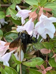 Xylocopa mexicanorum