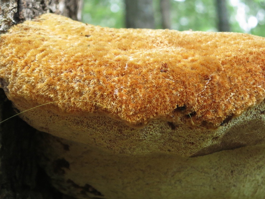 Inonotus hispidus · September 2020 · photo: © repta (iNaturalist, cc-by)