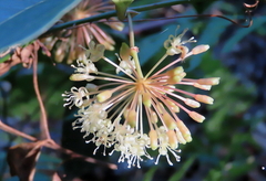 Smilax australis