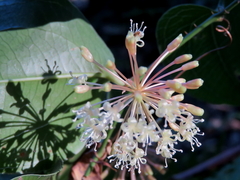 Smilax australis