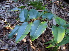 Smilax australis