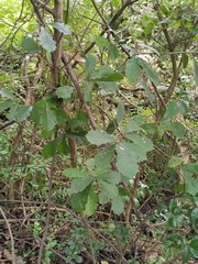 Quercus fabri