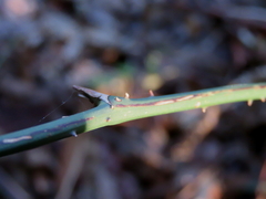 Smilax australis