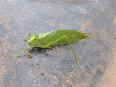 Stilpnochlora incisa