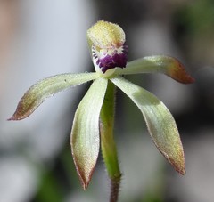 Caladenia testacea