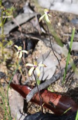 Caladenia testacea