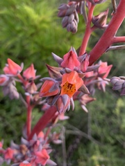 Gibbiflorae