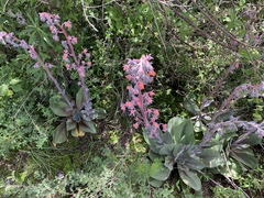 Gibbiflorae