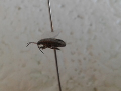 Rhypodes
