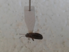 Rhypodes