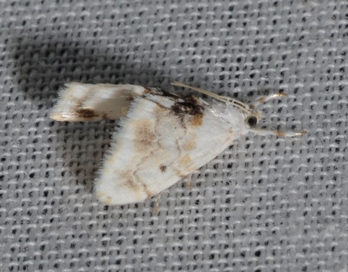 Lipocosma adelalis photo 2