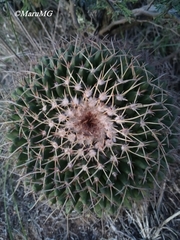 Mammillaria gigantea