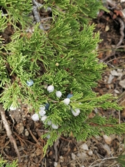 Juniperus pseudosabina